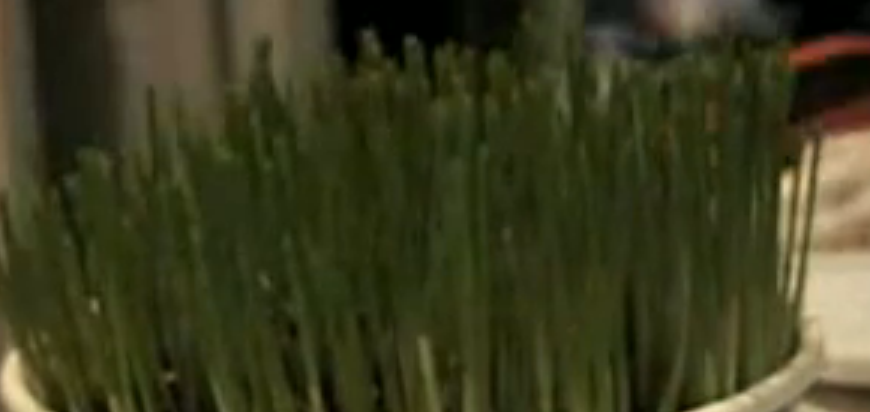 Pajumtes polises kampaņa