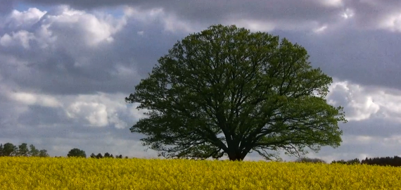 LMT: "Domā – Dari"