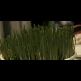 Pajumtes polises kampaņa