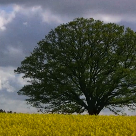 LMT: "Domā – Dari"